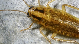 EIne Kakerlake an der Wand.