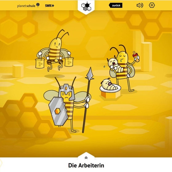 Animation: Arbeiterinnen als Wächterin, Honigsammlerin und Larvenpflegerin.