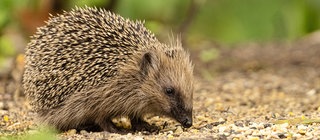 Ein Igel auf Waldboden.