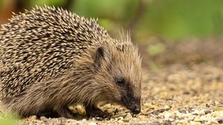 Ein Igel auf Waldboden.