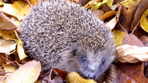Igel im Laub