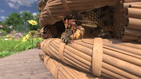 In der App Honigbiene VR kann man hautnah erleben, wie die Bienen ihren Bienenstock gegen eine Wespe verteidigen.