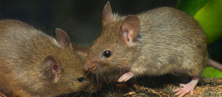 Zwei Mäuse im Wald. (Foto: Imago/imagebroker)