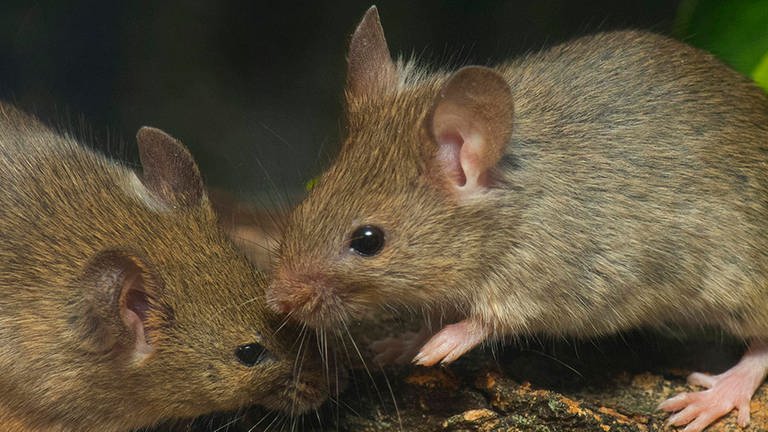Zwei Mäuse im Wald. (Foto: Imago/imagebroker)