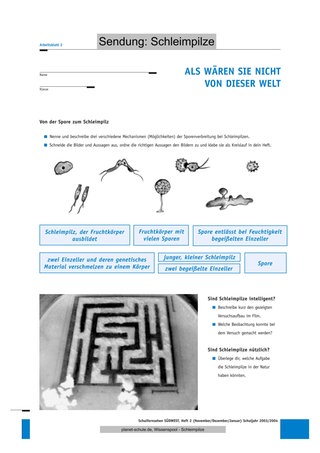 Arbeitsblatt 2: Von der Spore zum Schleimpilz