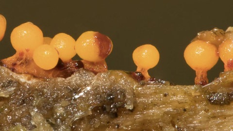 Schleimpilze auf einem Stück Holz.