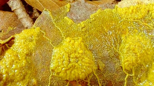 Gelbe Schleimpilze auf Blättern.