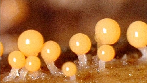 Nahaufnahme von gelben Schleimpilzen.