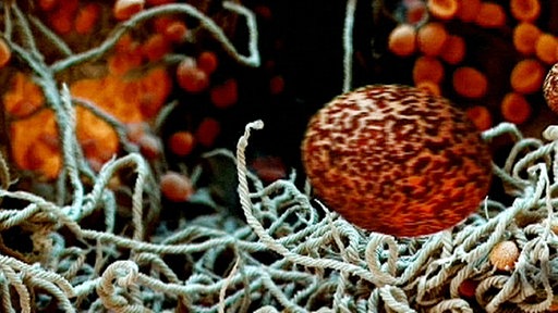 Mikroskopische Aufnahme von Schleimpilzmyzel.