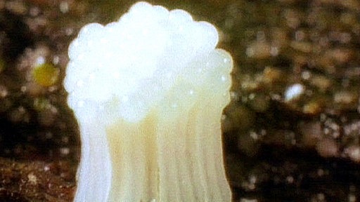 Ein weißer Schleimpilz.