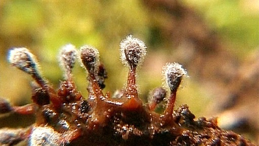 Nahaufnahme kleiner Schleimpilze.