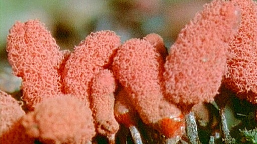 Pinke, schaumartige Pilze in Nahaufnahme