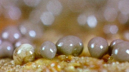 Nahaufnahme von Schleimpilzen.