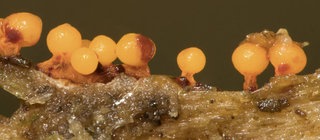 Schleimpilze auf einem Stück Holz.