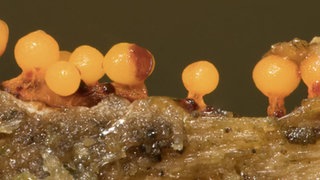 Schleimpilze auf einem Stück Holz.