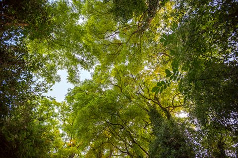 Bild eines grünen Mischwaldes (Foto: Colourbox)