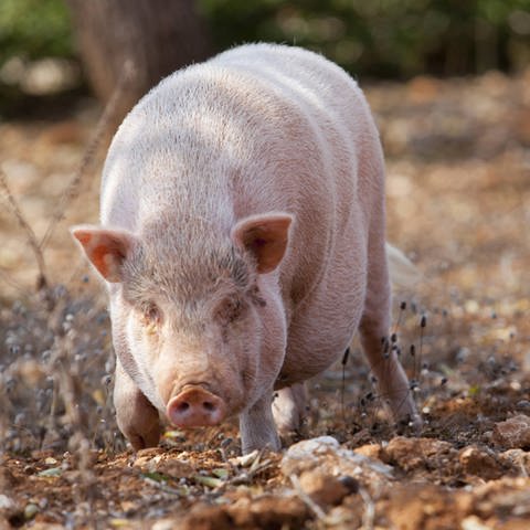 Schwein (Foto: Imago)