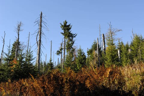Sichtbare Waldschäden (Foto: Imago, blickwinkel)
