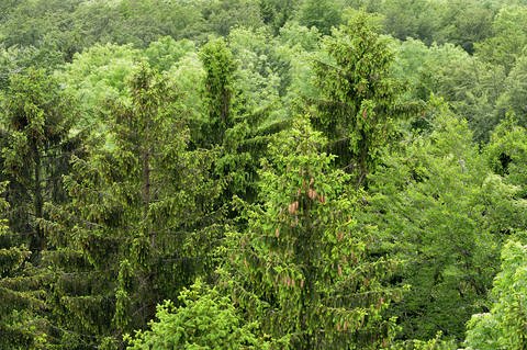 Gesunde Fichten in einem Mischwald (Foto: Imago, imagebroker)