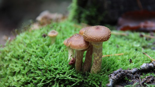 Moos und Pilz