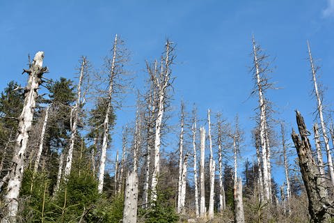 Abgestorbene Bäume
