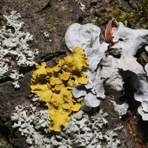 Flechten auf einem Eichenast