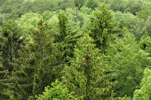 Gesunde Fichten in einem Mischwald