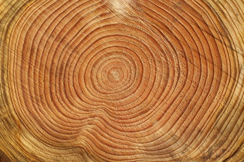 Jahresringe