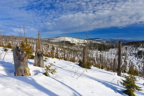 Auch Bergwälder sind bedroht