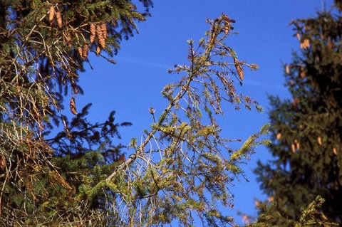 Vergilbte Nadeln an einem Fichtenzweig
