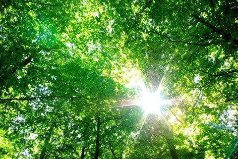 Grüne Krone eines Laubbaums