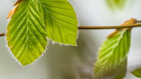 Gesunde Buchenblätter