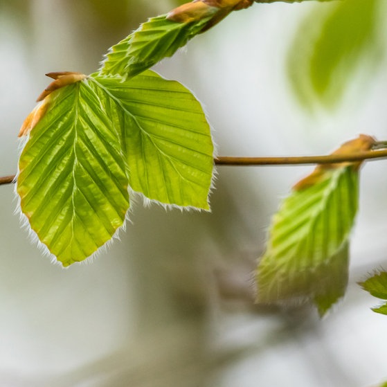 Gesunde Buchenblätter