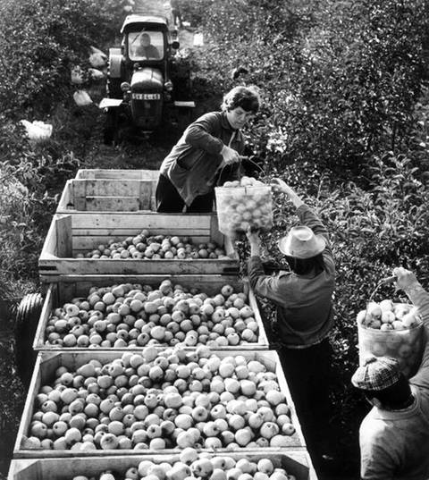 Menschen bei Apfelernte (Foto: picture-alliance/ dpa)