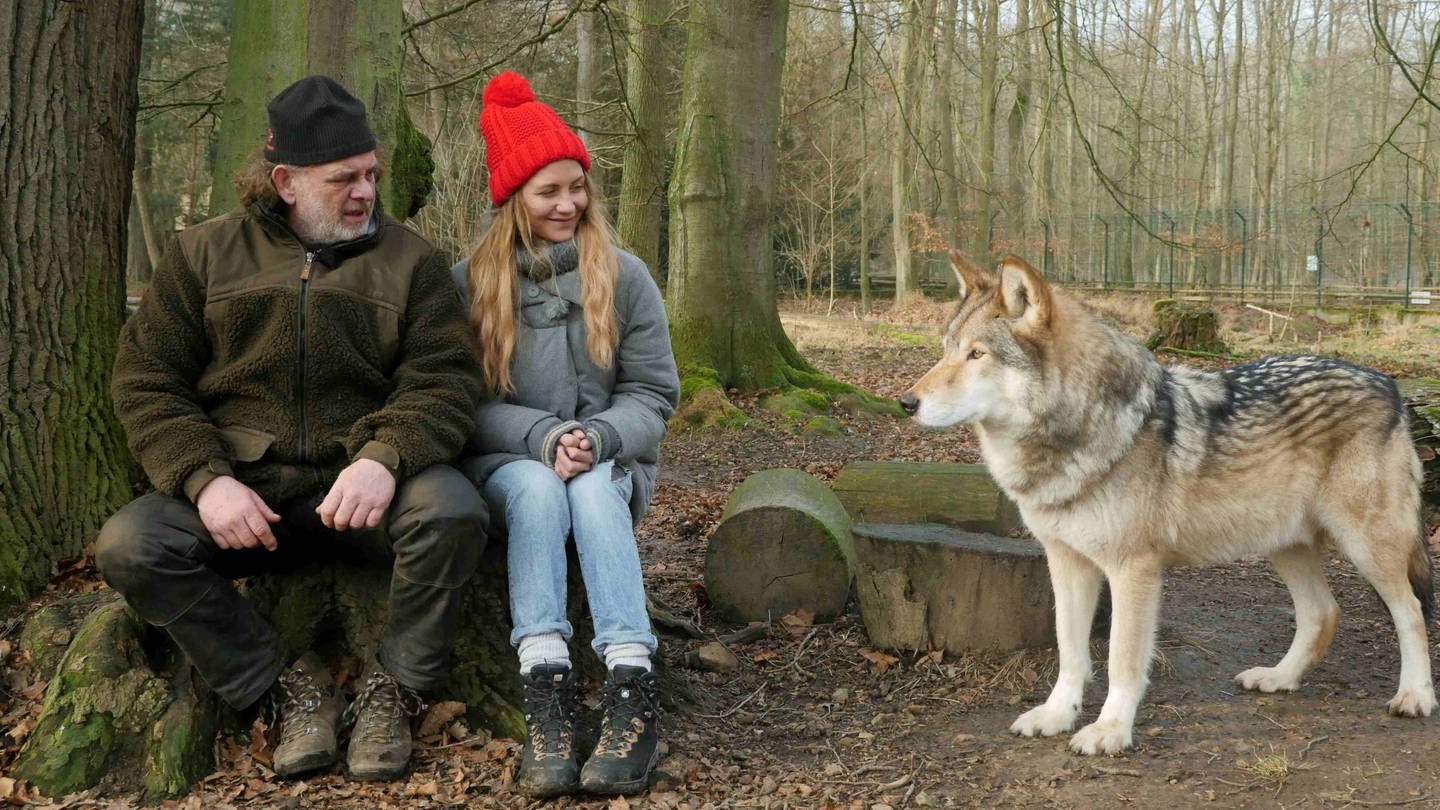neuneinhalb-Reporterin Jana und der Wolfsexperte Matthias sitzen auf einem Baumstumpf im Wolfsgehege. Sie schauen einen Wolf an, der neben ihnen steht. (Foto: WDR, tvision)