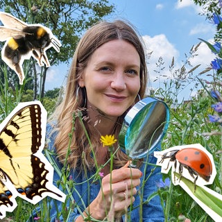 Screenshot aus dem Film "Jedes Insekt zählt"