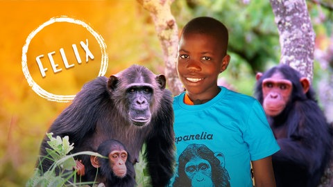 Felix engagiert sich für den Schutz von Schimpansen