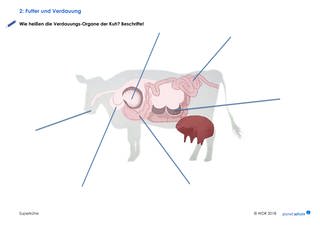 Arbeitsblatt 2: Die Superkühe: Organe der Kuh (Foto: )