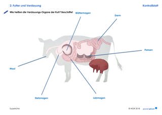 Lösungen 2: Die Superkühe: Organe der Kuh