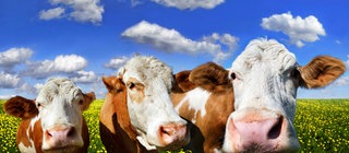 Kühe in Freilufthaltung