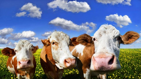 Kühe in Freilufthaltung