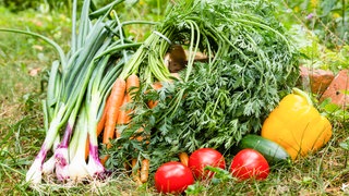 Mehrere Gemüsesorten nebeneinander auf einer Wiese