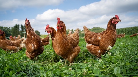 Mehrere braune Hühner auf einer Wiese