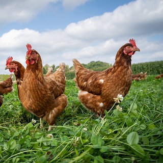 Mehrere braune Hühner auf einer Wiese