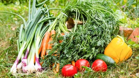 Mehrere Gemüsesorten nebeneinander auf einer Wiese