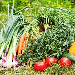 Mehrere Gemüsesorten nebeneinander auf einer Wiese