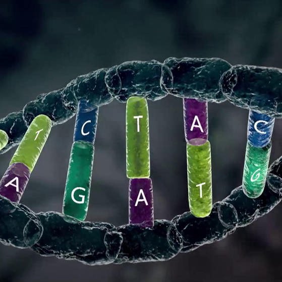 Schema eines DNA-Abschnitts mit beschrifteten Basen. (Foto: SWR – Screenshot aus der Sendung)