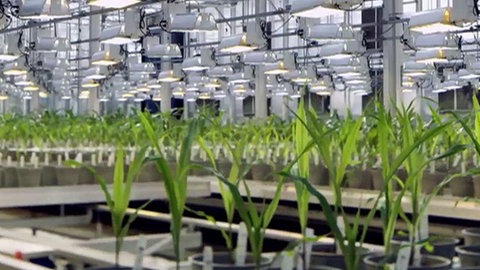 Bild von Pflanzen in einem Züchtungslabor