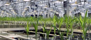 Bild von Pflanzen in einem Züchtungslabor