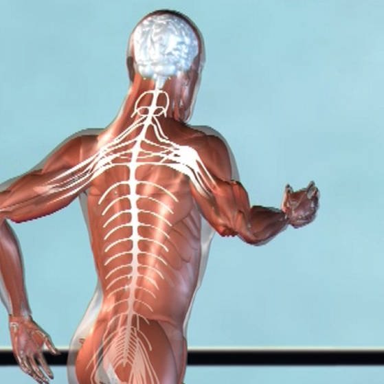 Darstellung von Muskeln, Gehirn und Skelett eines rennenden Menschen (Foto: SWR – Screenshot aus der Sendung)